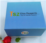 ��������T��(d��o)���ӣ�AIF��ELISAԇ����