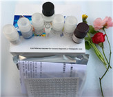 �û��|(zh��)���ٵ���ø2/���zøA��MMP-2/Gelatinase A��ELISAԇ����