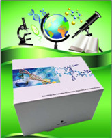 С��S����D��VD��ELISAԇ����