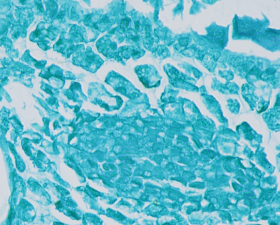 ���t�̾GȾɫ