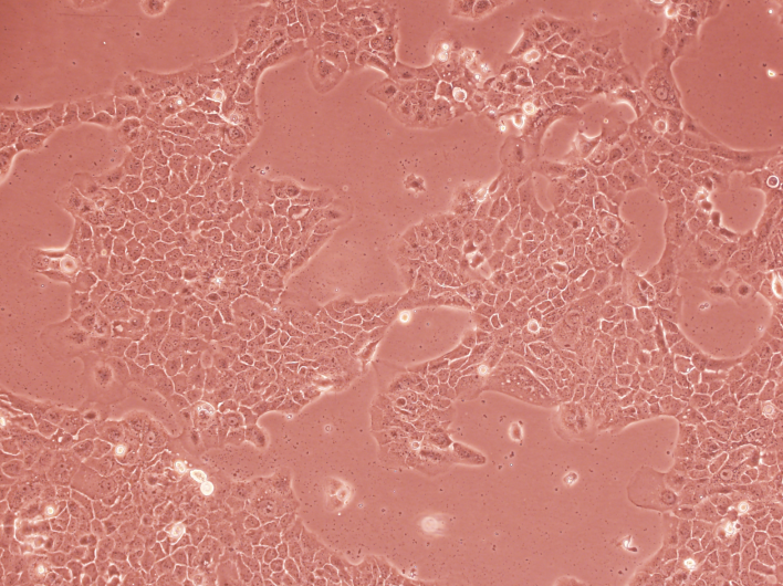 �����I�������t����������(δ�ֻ�)��PC-12(δ�ֻ�)