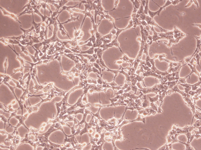 С����̥�μ���BNL CL.2